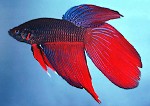 Betta Man