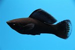 Black Molly