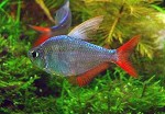 Colombia Tetra