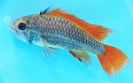 Dwergcichlide Oranje