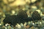 Dwergplecostomus