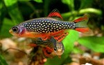 Galaxy Rasbora