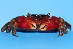 Krab Rood
