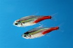 Neon Tetra