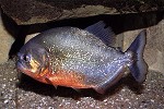 Piranha