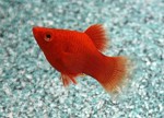 Platy Koraal