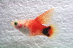 Platy Red Top Hoogvin
