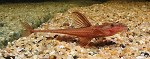 Rineloricaria Rood