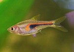 Smalle Kegelvlekrasbora