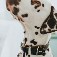 Hunter Halsband Aalborg Special Donkerbruin 2