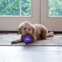 West Paw Zogoflex Rumbl 10