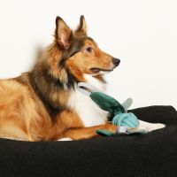 Jule Hondenspeeltje 3