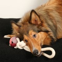 Nora Rosewood Hondenspeeltje 3