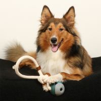 Nora Rosewood Hondenspeeltje 6