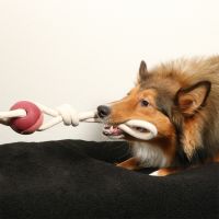 Yara Rosewood Hondenspeeltje 3