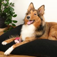 Luca Lagoon Hondenspeeltje 3