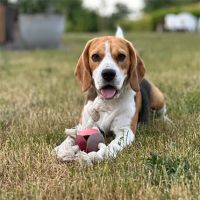 Levi Rosewood Hondenspeeltje 4