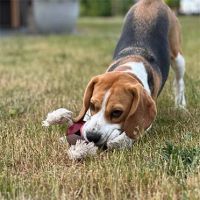 Levi Rosewood Hondenspeeltje 5