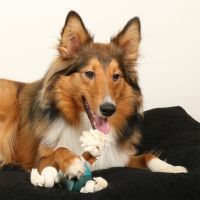 Levi Rosewood Hondenspeeltje 8