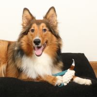 Milan Lagoon Hondenspeeltje 6