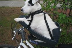 Buddyrider Kussen 10