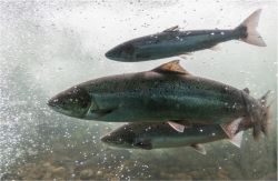 McAdams Extra Joint Care Freeze Dried Salmon & Sole 5