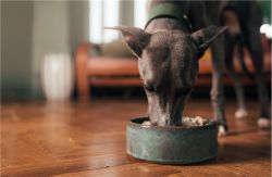 McAdams Freeze Dried Nieuw-Zeelands Lamsvlees 5