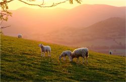 McAdams Freeze Dried Nieuw-Zeelands Lamsvlees 4