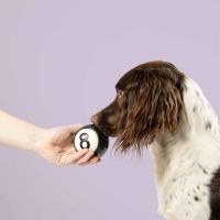 Snackbal Eight zwart/wit 3