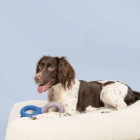 Hondenspeeltje Doodle paars/blauw 3