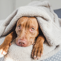 HG Harenoplosser voor Huisdierharen 3