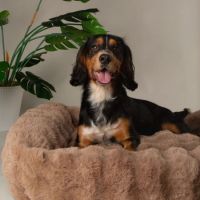 Scruffs - Alpine Box Bed - Hondenmand - Taupe 4