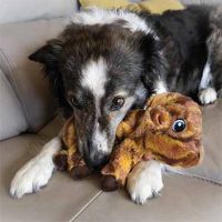 Kong Low Stuff Stripes Cow Bruin 3