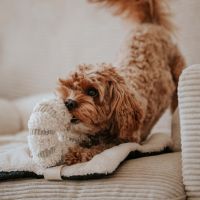 Daisy Hondenspeelgoed 13