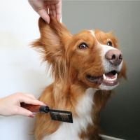 Japandi Ontwarkam 34 Bruin 5