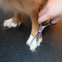 Japandi enkelzijdige effileerschaar Zilver 5