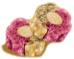Knash Woofa Loofa Bites Vitality Blueberry/Beetroot 2