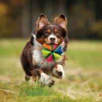 Nerf Dog Pluche Bal 5