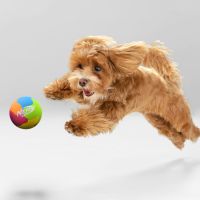 Nerf Dog Rubber Super Stuiterbal 2