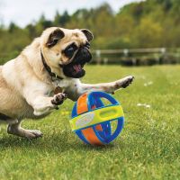 Nerf Dog Giechelbal 4