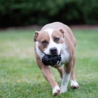 Tonka Tri Stack Tread bal 2